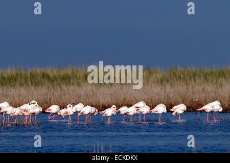 Frankreich, Camargue, große Flamingo (Phoenicopterus Roseus) Stockfoto