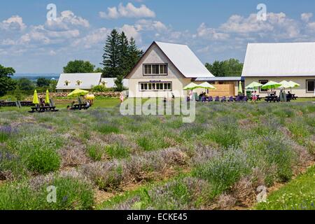 Kanada, Quebec, Laurentides Region, der touristischen Straße Chemin du Terroir, St. Eustache, La Maison Lavande, Stockfoto