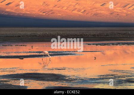 Chile, El Norte Grande, Antofagasta Region, Salar de Atacama, Laguna Chaxa Stockfoto
