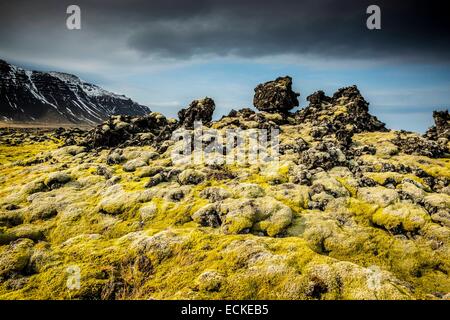 Island, Vesturland, Snaefellsnes Halbinsel, Moos bedeckte Lavafeld bei Berserkjahraun Stockfoto