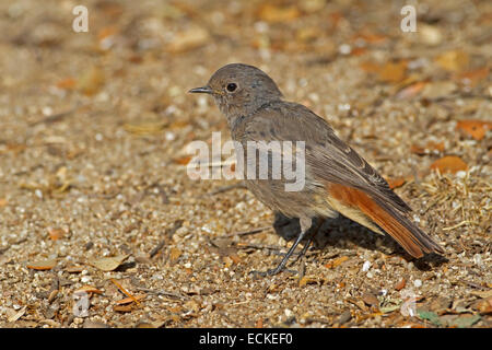 Hausrotschwanz - Phoenicurus Ochruros - unreif Stockfoto