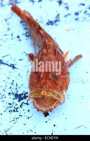 Frankreich, Alpes Maritimes, Nizza, Marina Baie des Anges, Angler, Skorpionfische (Chapon) Stockfoto