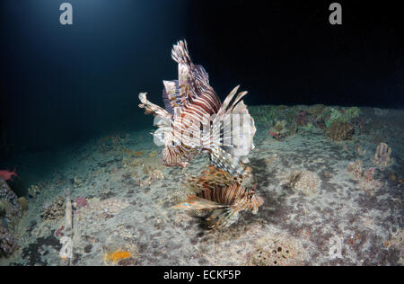 Zwei rote Rotfeuerfisch (Pterois Volitans) auf das Schiffswrack SS Thistlegorm (britische bewaffnete Schiff der Handelsmarine) Nachttauchen, Rotes Meer, Z.B. Stockfoto