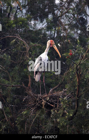 Der bemalte Storch (Mycteria Leucocephala) ist ein großer waten Vogel in der Familie Storch. Stockfoto