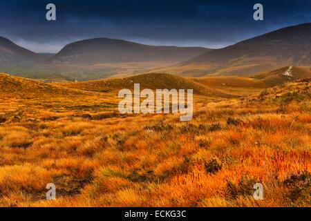 Großbritannien, Schottland, Cairngorms Nationalpark, Cairngorm Mountains, horizontale Panoramablick auf einer Ebene von Heidekraut im Herbst in Berggebieten Stockfoto