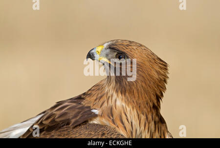 Zwergadler - Hieraaetus pennatus Stockfoto
