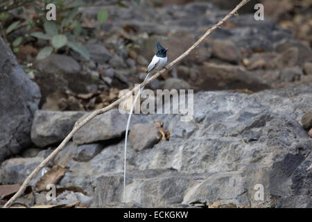 Weiße-throated Pfauentaube (Rhipidura Albicollis) ist ein kleiner Singvogel Vogel. Stockfoto