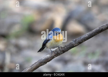 Tickell des blauen Fliegenfänger (Cyornis Tickelliae) ist ein kleiner Singvogel Vogel in der Familie der Fliegenschnäpper. Stockfoto