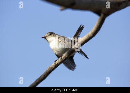 Singvogel Indien Singvogel Indien