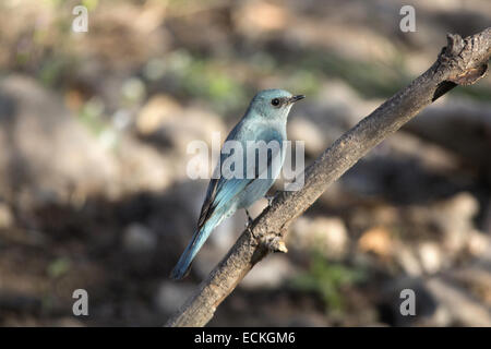 Der Verditer Fliegenfänger (Eumyias Thalassinus) ist den indischen Subkontinent, insbesondere in den unteren Himalaya foundin. Stockfoto