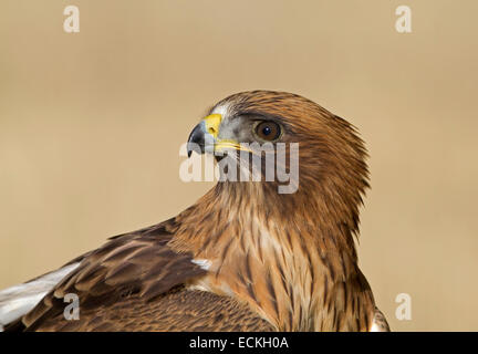 Zwergadler - Hieraaetus pennatus Stockfoto