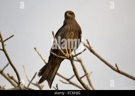 Der Schwarzmilan (Milvus Migrans) ist eine mittlere Greifvogel in der Familie Accipitridae, einschließlich andere tagaktive Greifvögel Stockfoto