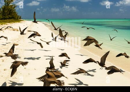 Mauritius, Rodrigues Insel Ile Aux Cocos (Cocos Island), braun Noddy (Anous Stolidus) Gruppe der Vögel am Strand Stockfoto