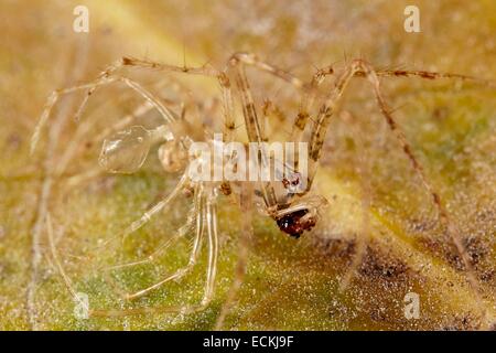 Frankreich, Indre, Mimetidae, Pirate Spider (Ero Tuberculata) extrahieren aus seiner Exuvia, Männlich, 2,5 mm Stockfoto