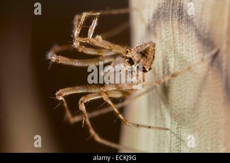 Frankreich, Indre, Mimetidae, Pirate Spider (Ero Tuberculata), Bauch Stockfoto