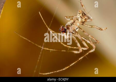 Frankreich, Indre, Mimetidae, Pirate Spinne (Ero Tuberculata) im Netz, Männlich, 2,5 mm Stockfoto