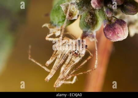 Frankreich, Indre, Mimetidae, Pirate Spider (Ero Tuberculata), Männlich, 2,5 mm Stockfoto