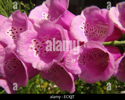 Rosette der Blätter Fingerhut, Digitalis purpurea Stockfotografie - Alamy
