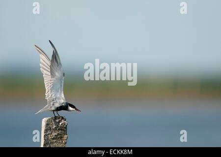 Weissbart Seeschwalbe (Chlidonias Hybrida), bereit zum abheben Stockfoto