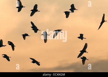 Kuhreiher (Bubulcus Ibis Coromandus) im Flug Stockfoto