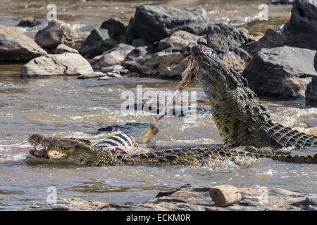 Kenia, Masai Mara Reserve, Nil-Krokodil (Crocodylus Niloticus), Eidechsen verschlingt ein Zebra erfasst am Ufer des Mara Flusses Stockfoto