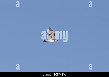 Grüne Sandpiper - Tringa ochropus Stockfoto