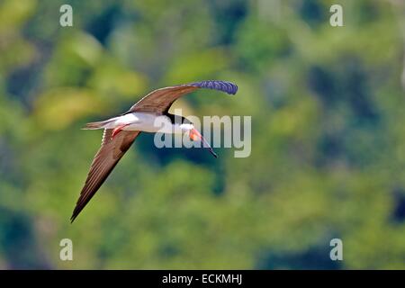 Brasilien, Bundesstaat Amazonas, Amazonas-Becken, schwarz Skimmer (Rynchops Niger), eine Person im Flug Stockfoto