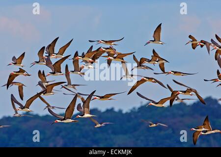 Brasilien, Bundesstaat Amazonas, Amazonas-Becken, schwarz Skimmer (Rynchops Niger), Gruppe im Flug Stockfoto