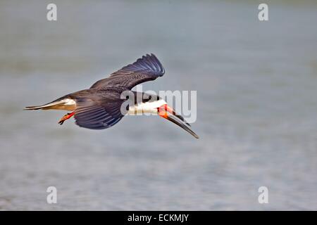 Brasilien, Bundesstaat Amazonas, Amazonas-Becken, schwarz Skimmer (Rynchops Niger), eine Person im Flug Stockfoto