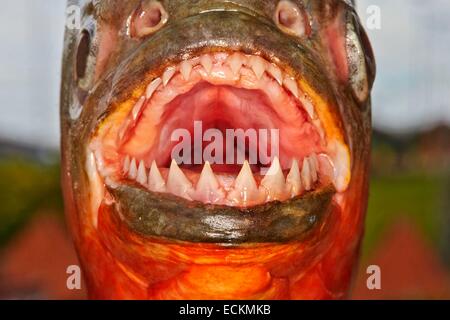 Brasilien, Bundesstaat Amazonas, Amazonas-Becken, entlang dem Rio Ipixuna, rote Piranhas oder roter Piranha (Pygocentrus Nattereri) Stockfoto