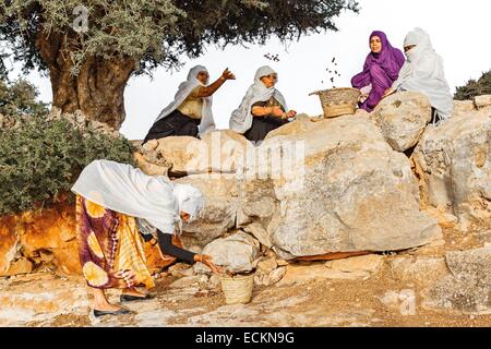 Marokko, Souss Region, Ighrem, Frauen betriebenen Genossenschaft, sammeln von Samen von Argan, Samen zu sammeln Stockfoto