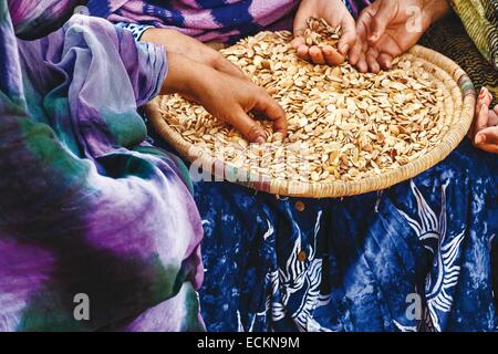 Marokko, Souss Region, Ighrem, kooperative marokkanischen Frauen, Frauen in Führungspositionen sortiert Argan-Mandeln, manuell und traditionelle Stockfoto