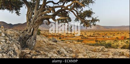 Marokko, Souss Region, Tadrart, Panoramablick auf einen Stamm des Arganbaums vor einer kargen Landschaft Stockfoto