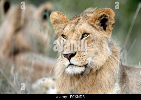 Kenia, Masai Mara Reserve, afrikanischen Löwen (Panthera Leo Leo) junge ruht Stockfoto