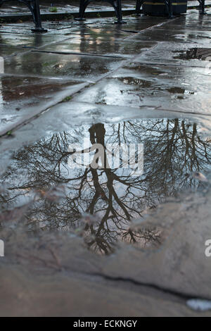 Baum spiegelt sich in Pflaster Pfütze. Stadtwald! Stockfoto