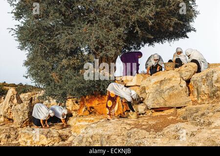 Marokko, Souss Region, Ighrem, Frauen betriebenen Genossenschaft, sammeln von Samen von Argan, Samen zu sammeln Stockfoto