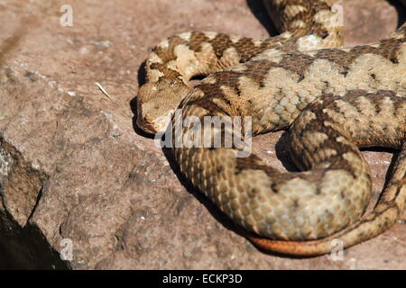 große Erwachsene Vipera Ammodytes, Weiblich, die giftigste Schlange aus Europa Stockfoto
