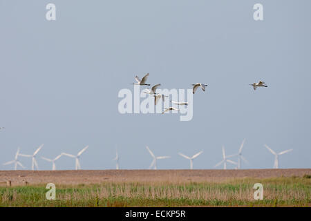 Löffler - Platalea leucorodia Stockfoto