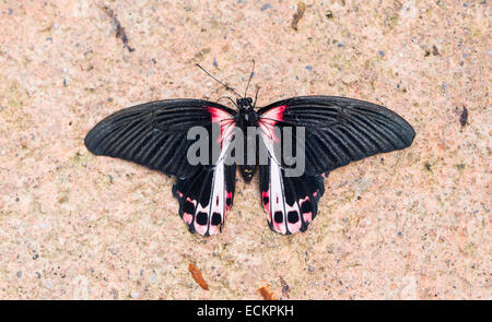 Scarlet Mormon, Papilio Rumanzovia thront an der Wand Stockfoto