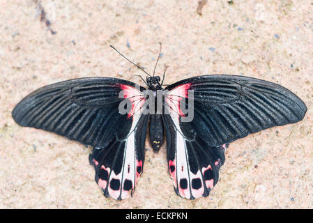 Scarlet Mormon, Papilio Rumanzovia thront an der Wand Stockfoto