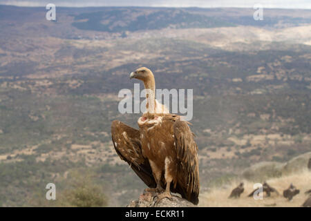 Gänsegeier - abgeschottet fulvus Stockfoto