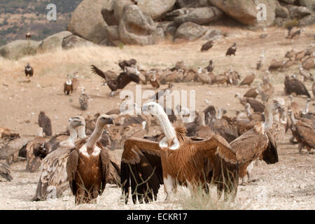 Gänsegeier - abgeschottet fulvus Stockfoto