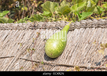 frische grüne Squash auf Stroh Dach des koreanischen traditionellen Wand Stockfoto