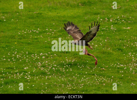 Mäusebussard weg fliegen mit großen Stück Fleisch über einem Feld in der Nähe von Rhayader in Wales, Vereinigtes Königreich. Stockfoto