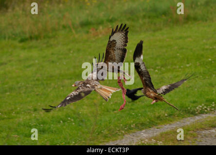 Mäusebussard wegfliegen mit großen Stück Fleisch über einem Feld in der Nähe von Rhayader in Wales, Vereinigtes Königreich. Stockfoto