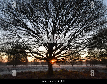 Streifen Sie die Dämmerung von Richmond Park in Surrey.Where Dutzende von Hirsch gesehen frei ungestört von allem, was um sie herum vorgeht. Stockfoto