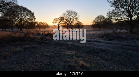 Streifen Sie die Dämmerung von Richmond Park in Surrey.Where Dutzende von Hirsch gesehen frei ungestört von allem, was um sie herum vorgeht. Stockfoto