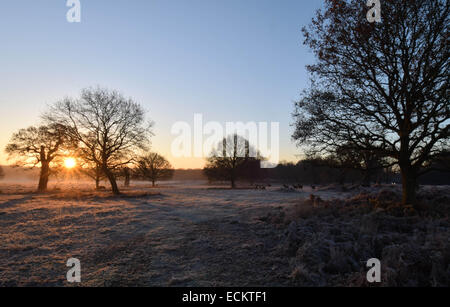 Streifen Sie die Dämmerung von Richmond Park in Surrey.Where Dutzende von Hirsch gesehen frei ungestört von allem, was um sie herum vorgeht. Stockfoto
