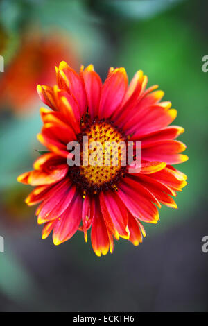 Eine Gaillardia 'Arizona Red Shades' Blume mit roten und gelben Blütenblättern, England, Großbritannien Stockfoto