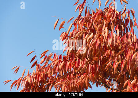 Rote Blätter von Zelkova Baum im Herbst Stockfoto